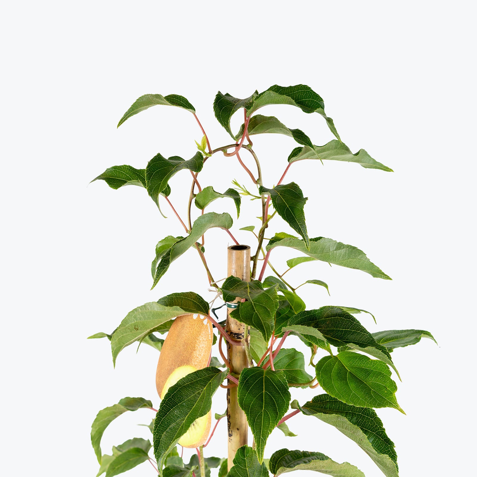 Prolific Hardy Kiwi Plant | Actinidia arguta 'Prolific' | Care Guide and Pro Tips - Delivery from Toronto across Canada - JOMO Studio