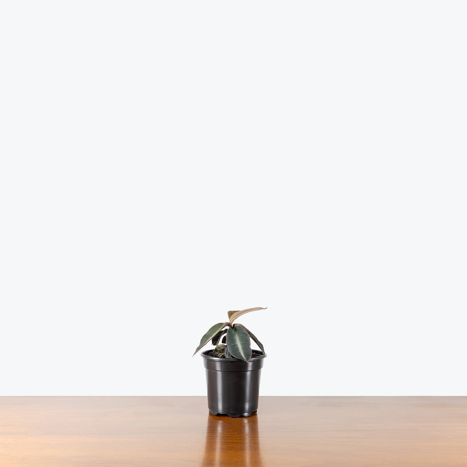 Labisia Pumila Electric Pink | Care Guide and Pro Tips - Delivery from Toronto across Canada - JOMO Studio