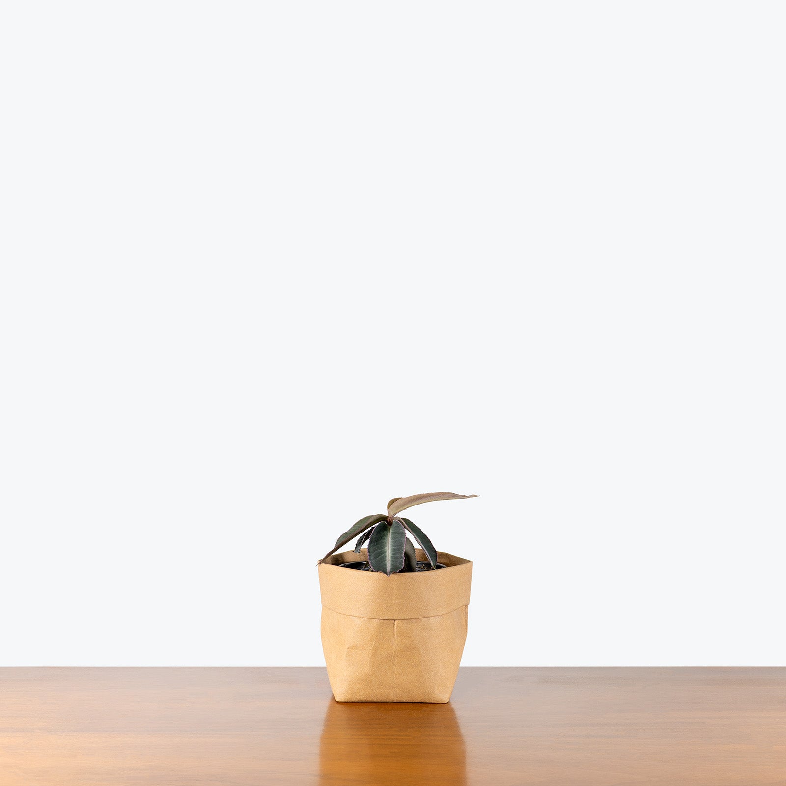 Labisia Pumila Electric Pink | Care Guide and Pro Tips - Delivery from Toronto across Canada - JOMO Studio