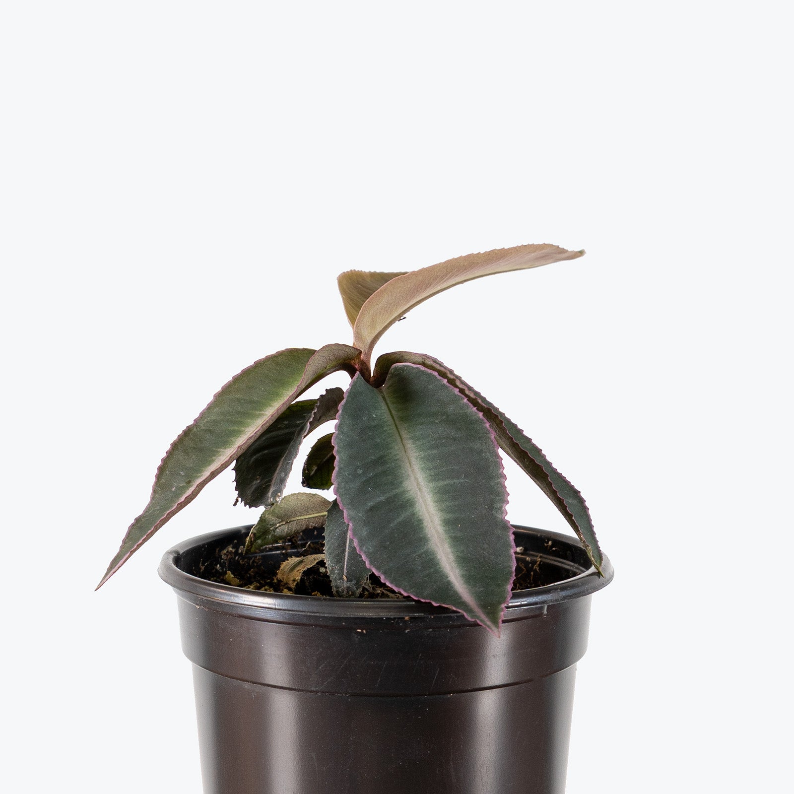 Labisia Pumila Electric Pink | Care Guide and Pro Tips - Delivery from Toronto across Canada - JOMO Studio