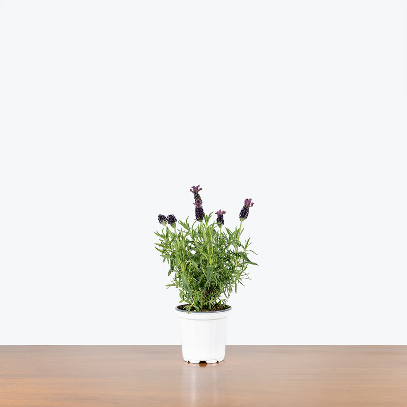 Lavender Plant - House Plants Delivery Toronto - JOMO Studio