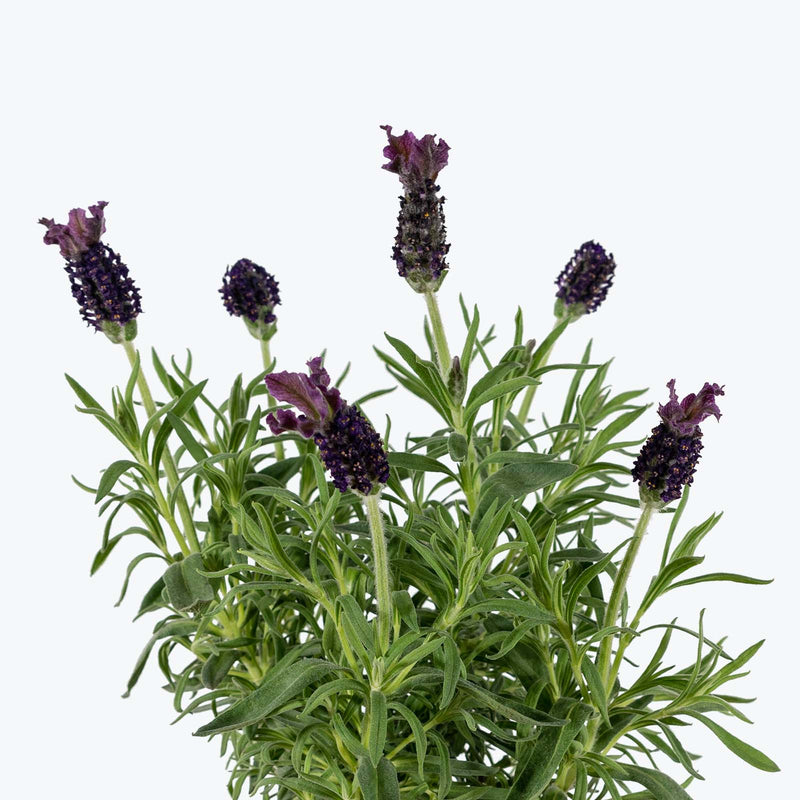 Lavender Plant - House Plants Delivery Toronto - JOMO Studio