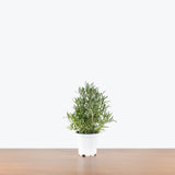 Lavender Plant — 4" Pot
