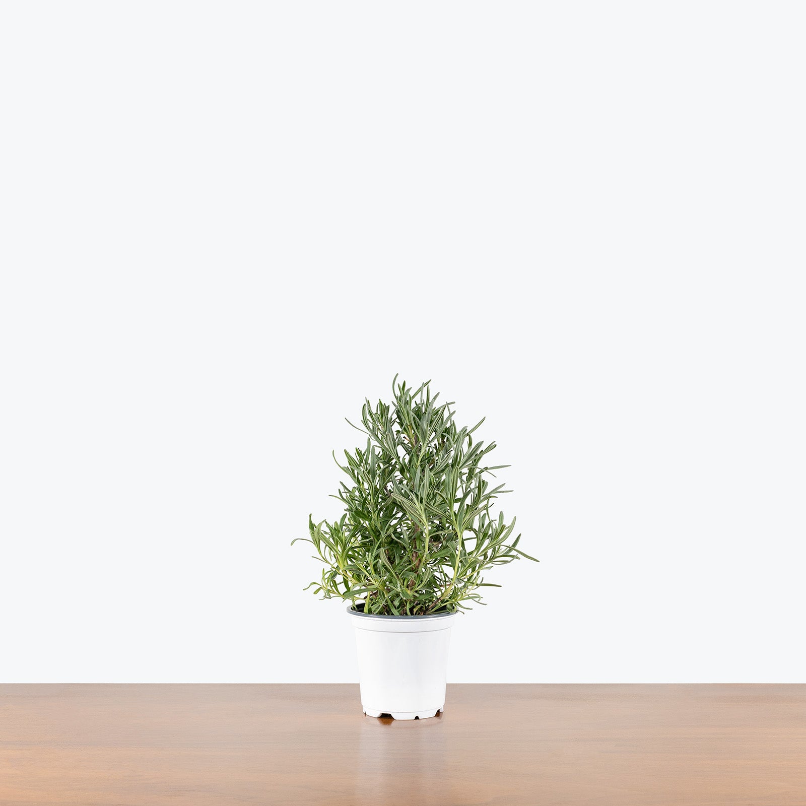 Lavender Plant | Care Guide and Pro Tips - Delivery from Toronto across Canada - JOMO Studio