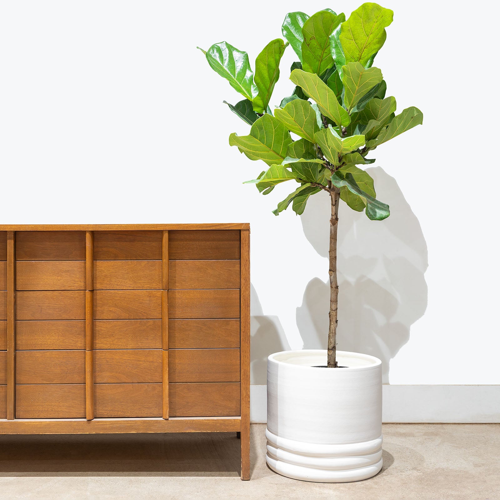 Layered Concrete Planter - House Plants Delivery Toronto - JOMO Studio