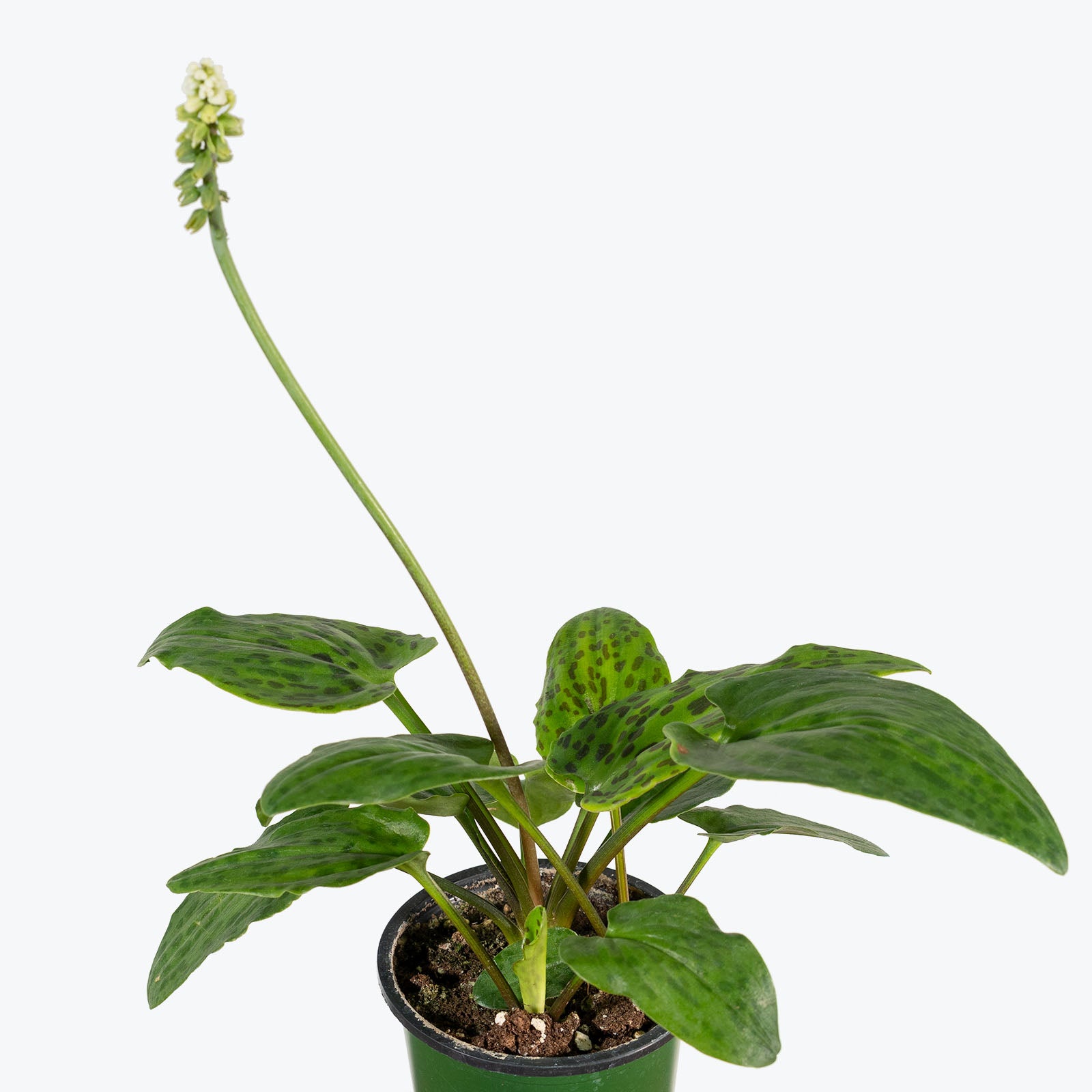 Ledebouria Petiolata | Leopard Lily | Care Guide and Pro Tips - Delivery from Toronto across Canada - JOMO Studio