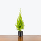 Lemon Cypress — 4" Pot