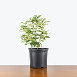 Lemon Tree Pink Variegated — 8" Pot