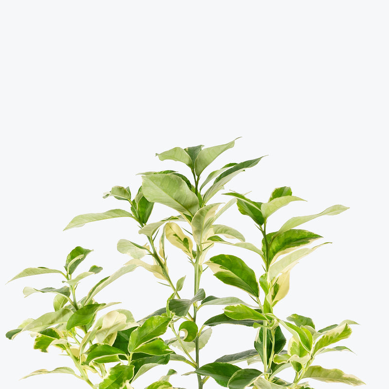 Lemon Tree Pink Variegated | Care Guide and Pro Tips - Delivery from Toronto across Canada - JOMO Studio