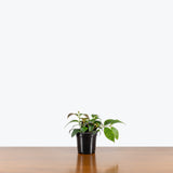 Lipstick Plant Black Pagoda — 4" Pot (trailing)