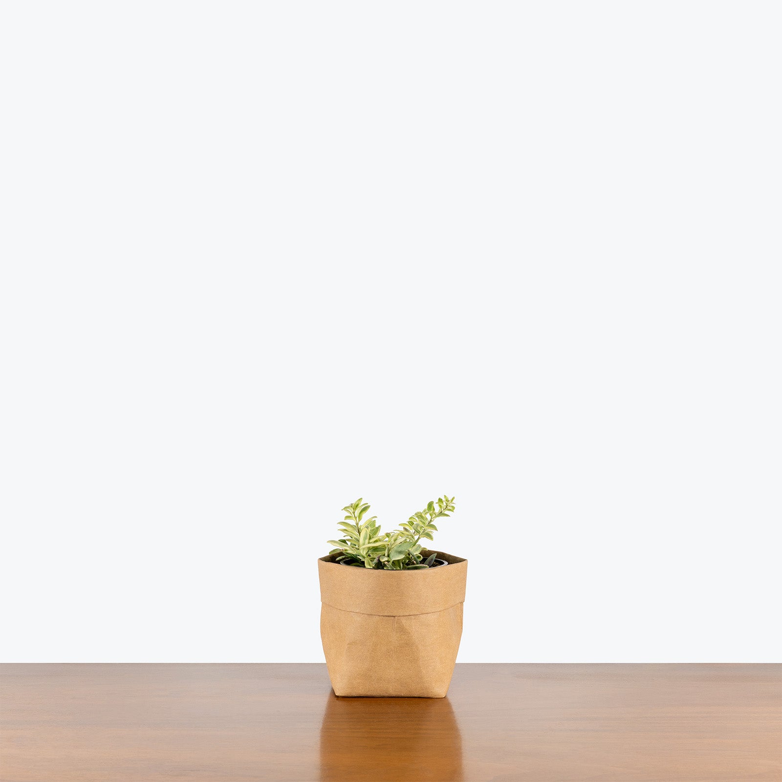 Lipstick Plant Bolero Bicolor | Care Guide and Pro Tips - Delivery from Toronto across Canada - JOMO Studio