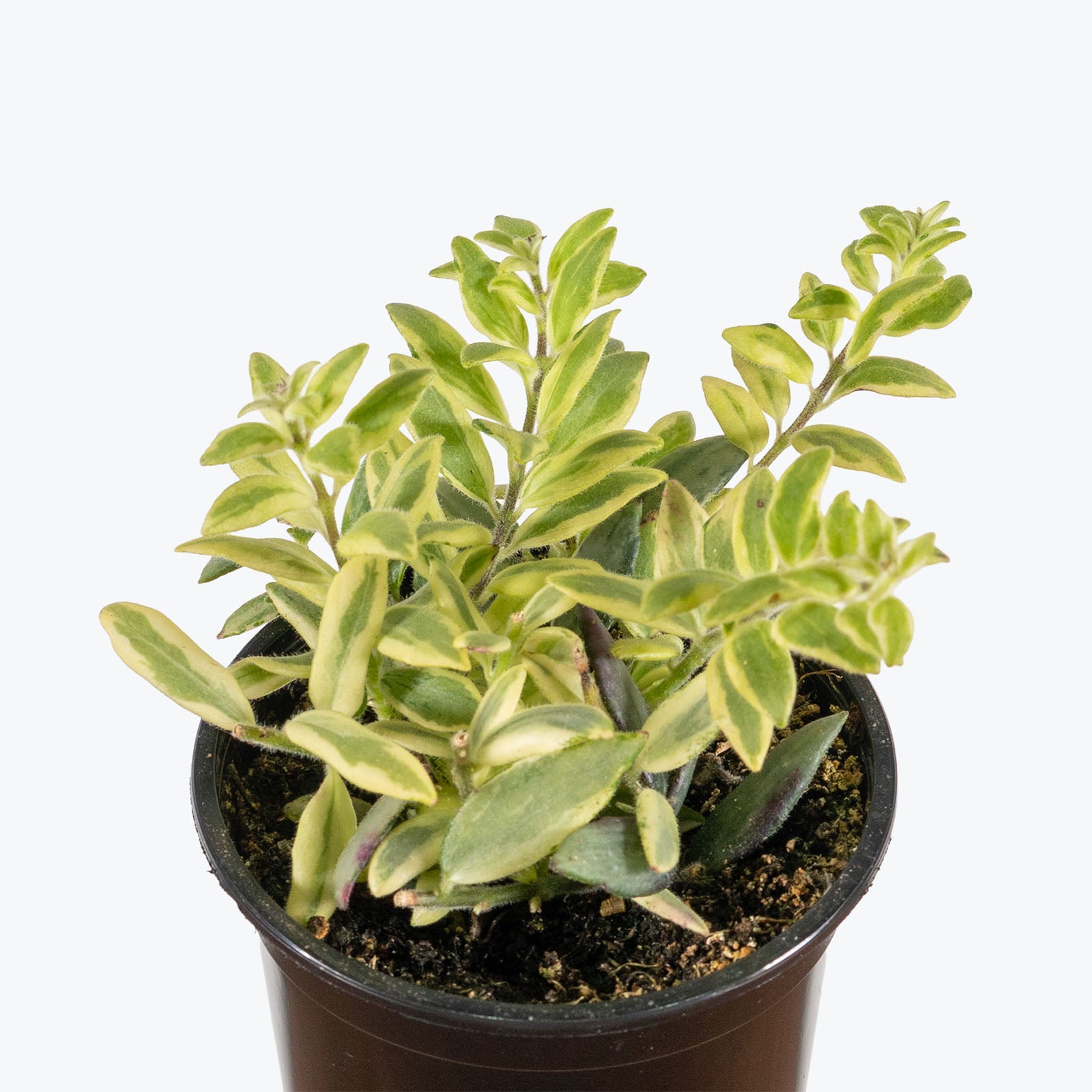 Lipstick Plant Bolero Bicolor | Care Guide and Pro Tips - Delivery from Toronto across Canada - JOMO Studio