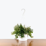 Lipstick Plant Curly Rasta — 8" Hanging Basket (not trailing)