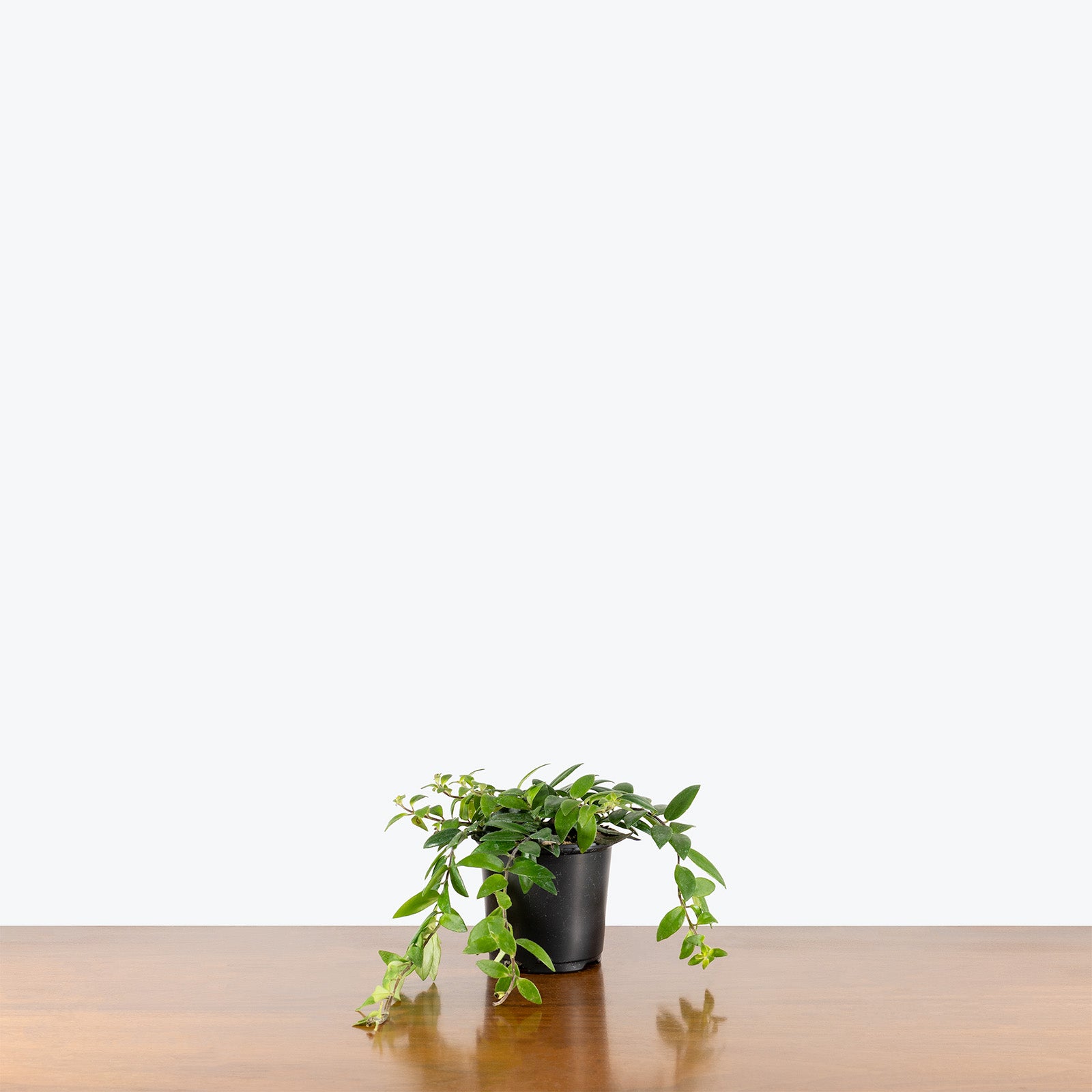 Lipstick Plant Myra | Care Guide and Pro Tips - Delivery from Toronto across Canada - JOMO Studio