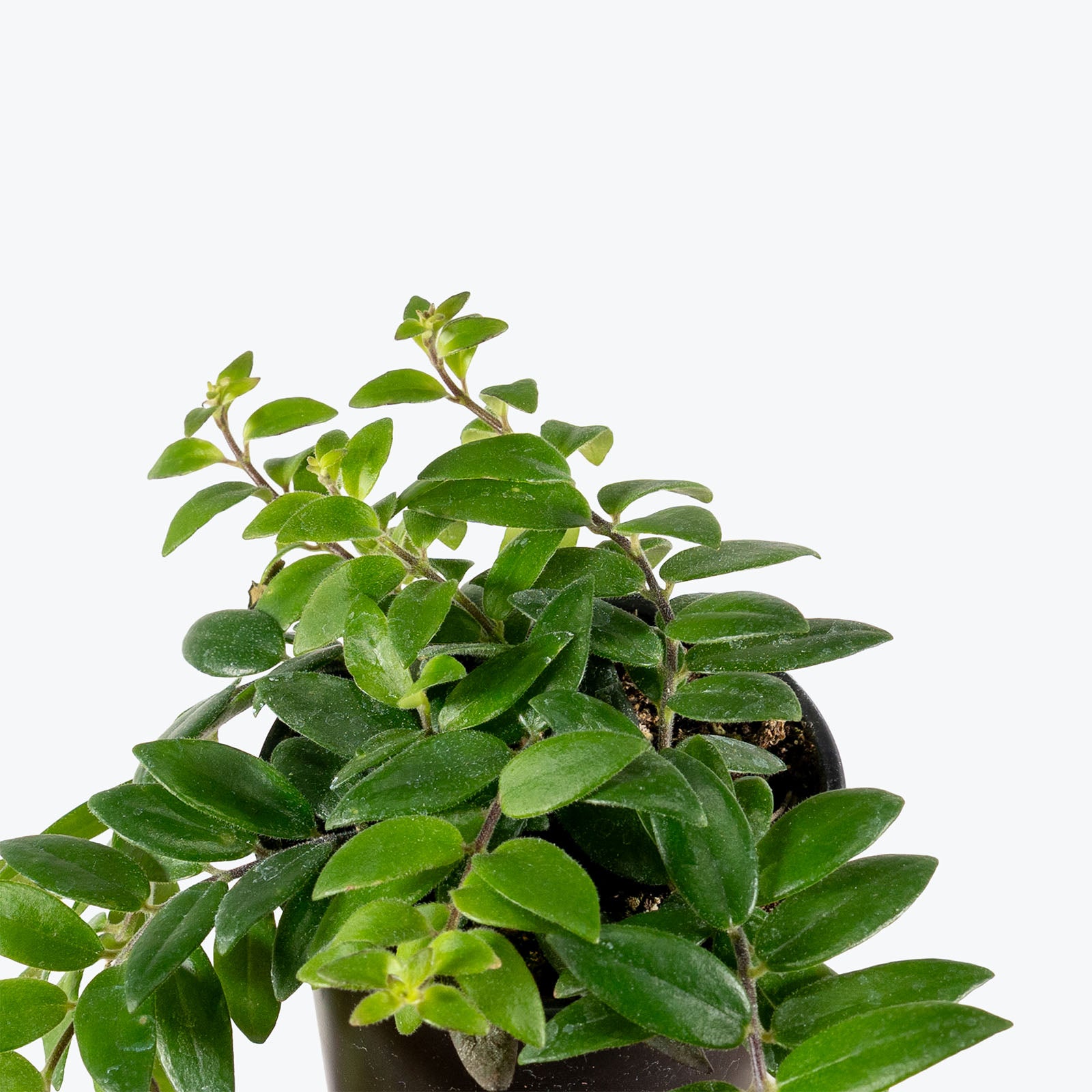 Lipstick Plant Myra | Care Guide and Pro Tips - Delivery from Toronto across Canada - JOMO Studio
