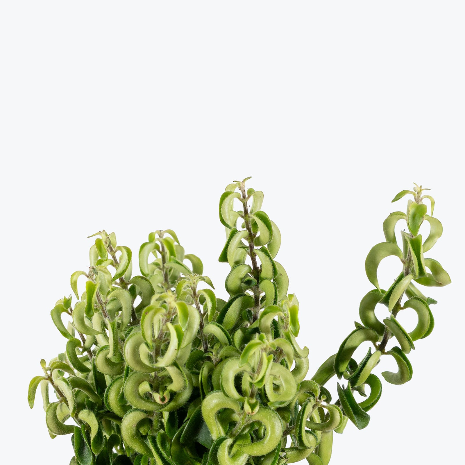 Lipstick Plant Twister | Aeschynanthus radicans ‘Twister’ | Care Guide and Pro Tips - Delivery from Toronto across Canada - JOMO Studio