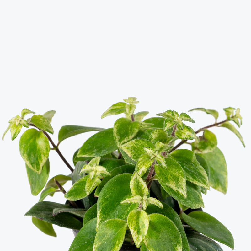 Lipstick Plant Mona Lisa Variegated | Care Guide and Pro Tips - Delivery from Toronto across Canada - JOMO Studio