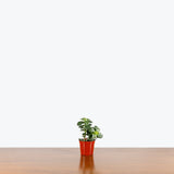 Little Leaf Jade Plant — 2.5" Pot