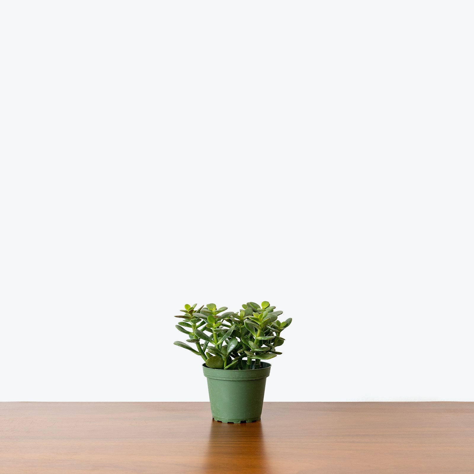 Little Leaf Jade Plant - Crassula Ovata Minima - House Plants Delivery Toronto Canada - JOMO Studio