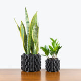 Low Light Duo — Bubble Planter / Black