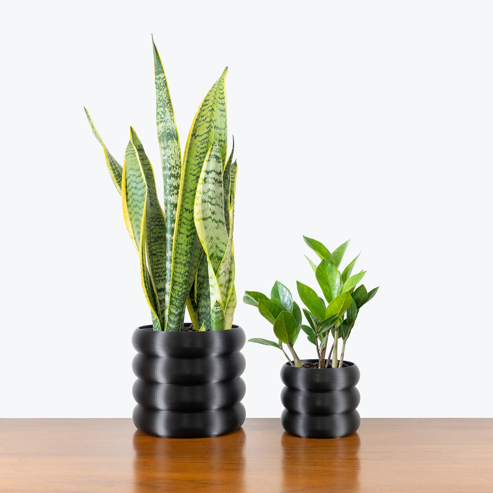 Low Light Duo in 3D Printed Eco Friendly Donut Planter - House Plants Delivery Toronto - JOMO Studio #planter_donut planter