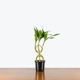 Lucky Bamboo — Lucky 8