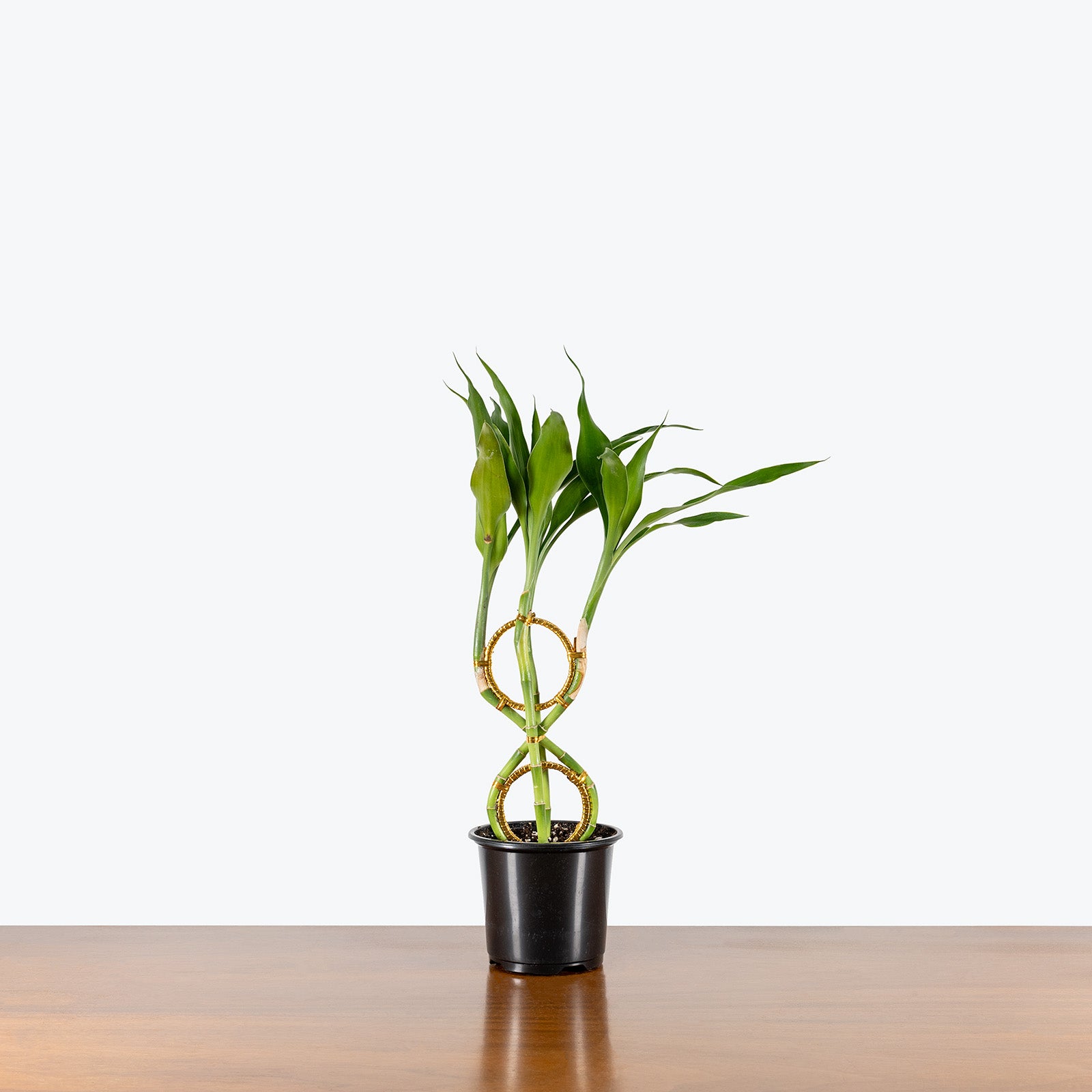 Lucky Bamboo | Dracaena Sanderiana | Care Guide and Pro Tips - Delivery from Toronto across Canada - JOMO Studio