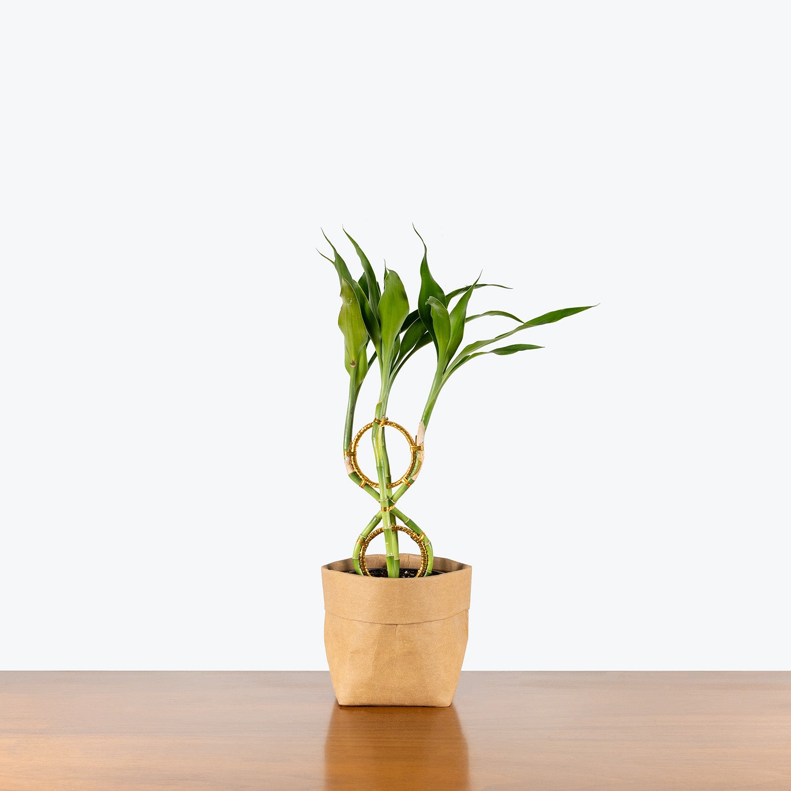 Lucky Bamboo | Dracaena Sanderiana | Care Guide and Pro Tips - Delivery from Toronto across Canada - JOMO Studio