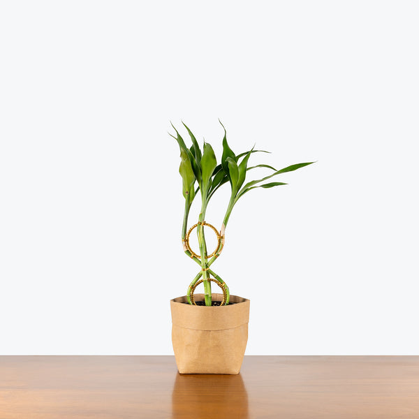 lucky bamboo online shopping Lucky Bamboo | Dracaena Sanderiana | Care Guide and Pro Tips - Delivery  from Toronto across Canada