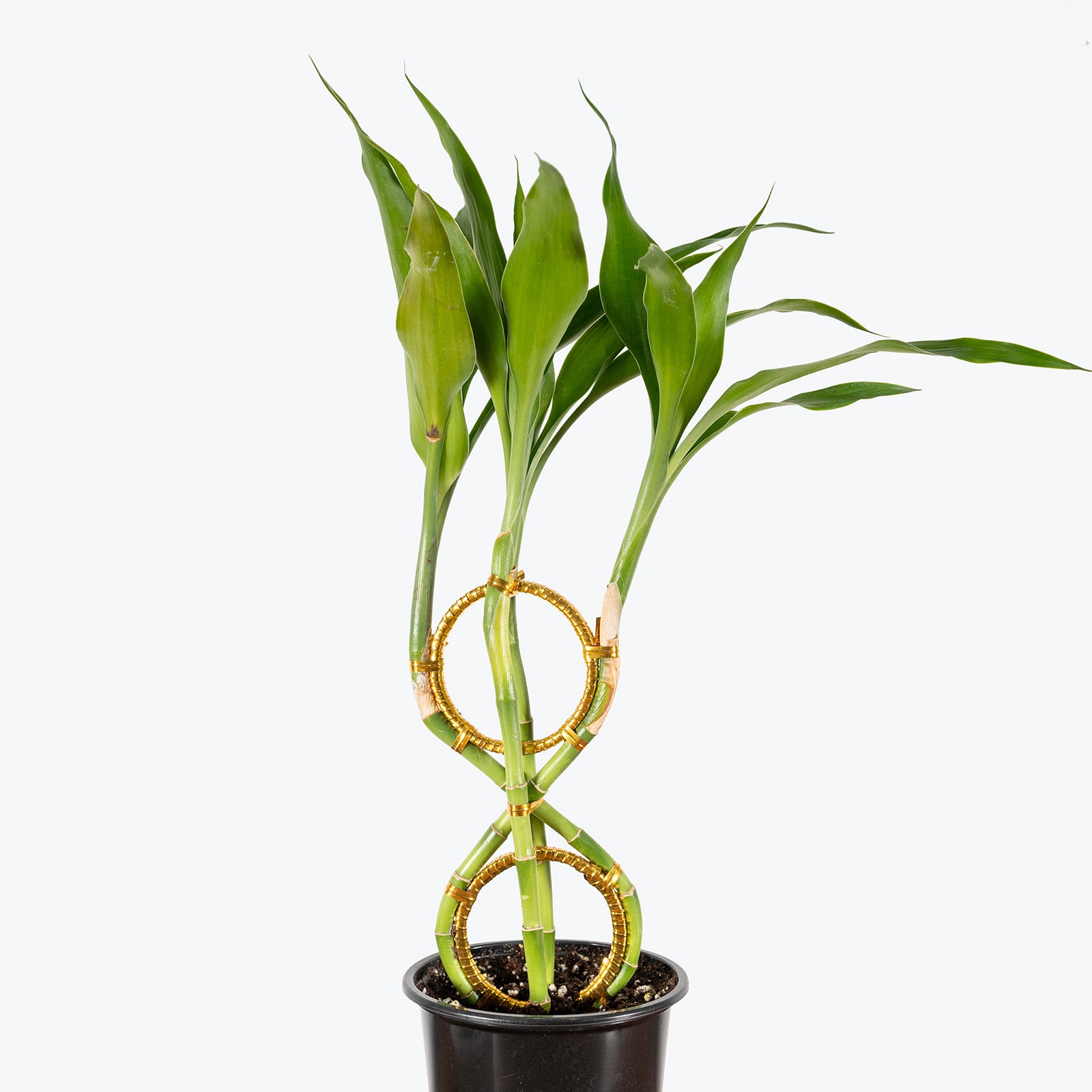 Lucky Bamboo | Dracaena Sanderiana | Care Guide and Pro Tips - Delivery from Toronto across Canada - JOMO Studio