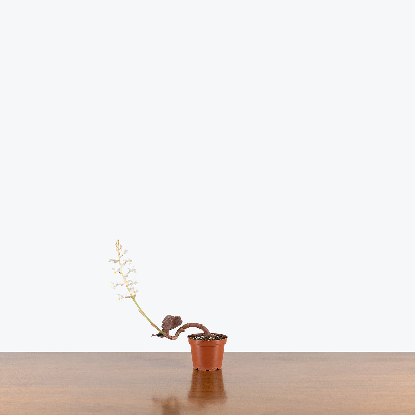 Ludisia Discolor | Jewel Orchid | Care Guide and Pro Tips - Delivery from Toronto across Canada - JOMO Studio