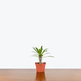 Madagascar Palm — 4" Pot