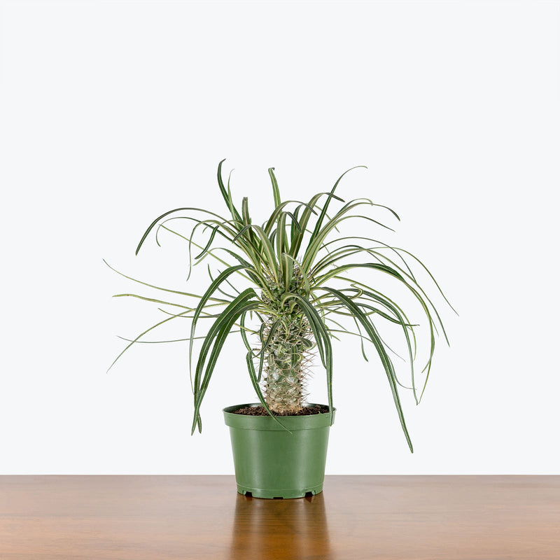 Madagascar Palm - Pachypodium Lamerei - House Plants Delivery Toronto - JOMO Studio