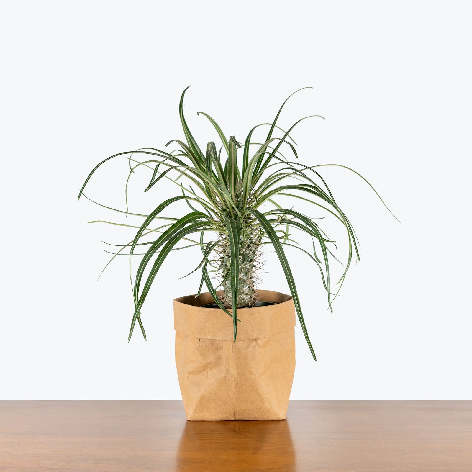 Madagascar Palm - Pachypodium Lamerei - House Plants Delivery Toronto - JOMO Studio