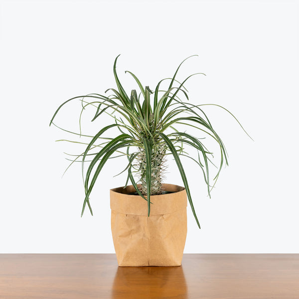 house plants native to madagascar Madagascar Palm - Pachypodium Lamerei - House Plants Delivery Toronto