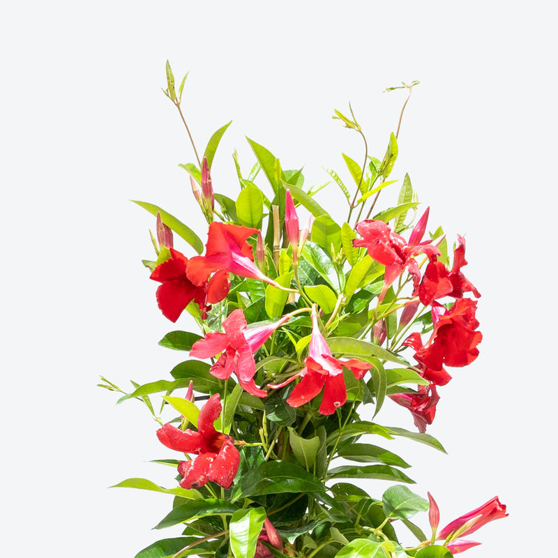 Mandevilla - Rocktrumpet - House Plants Delivery Toronto - JOMO Studio