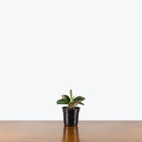 Maranta Black Prayer Plant — 4” Pot (smaller than picture)