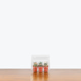 Mini Cactus Succulent Greenhouse — Set of 6