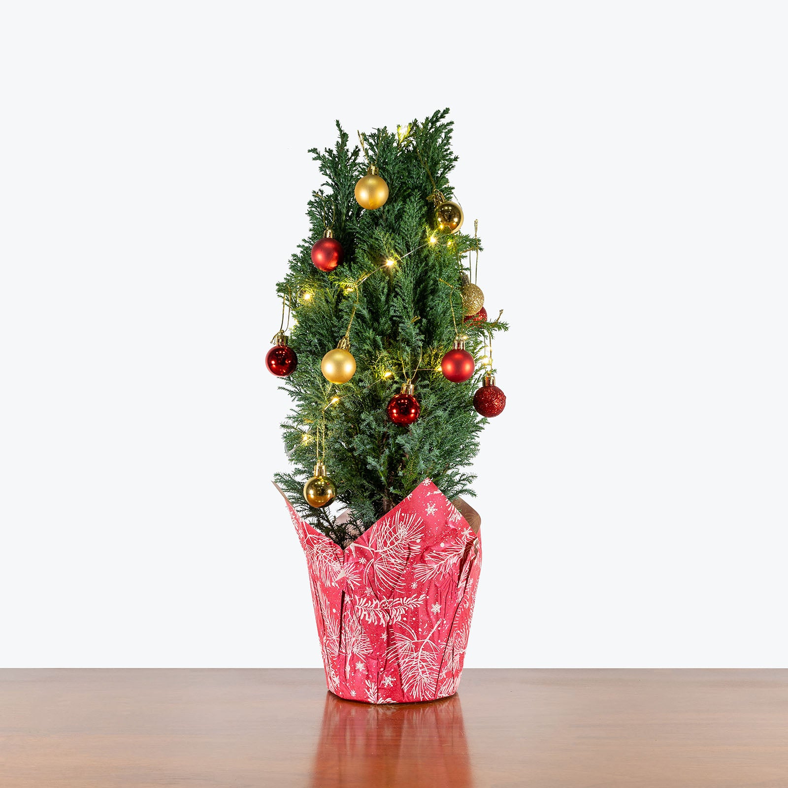 Mini Christmas Tree DIY Kit | European Cypress | Care Guide and Pro Tips - Delivery from Toronto across Canada - JOMO Studio