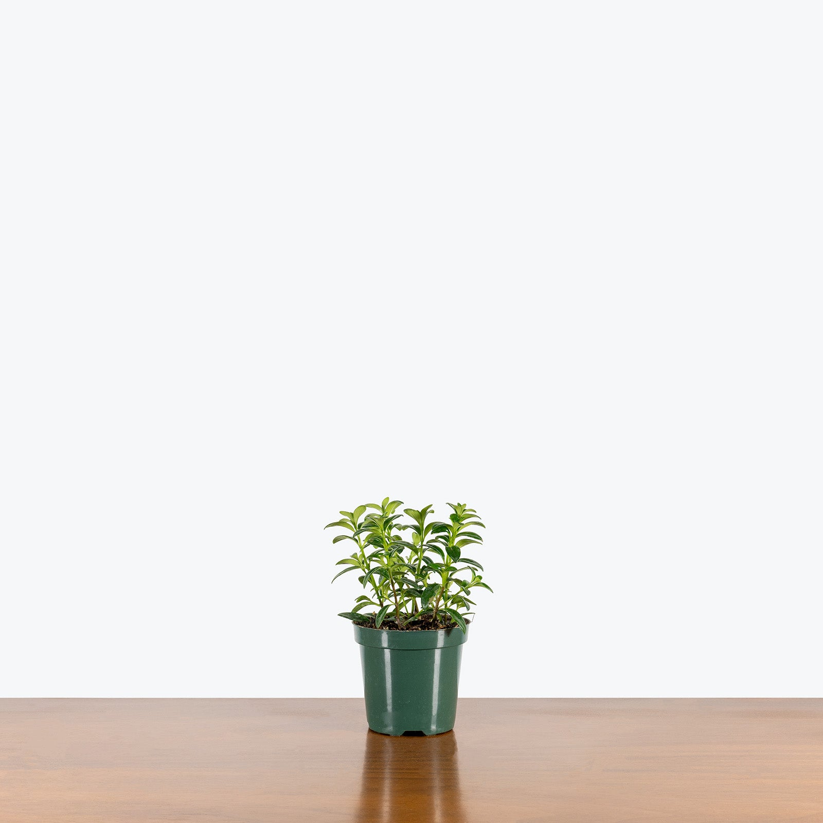 Mini Green Goldfish Plant | Care Guide and Pro Tips - Delivery from Toronto across Canada - JOMO Studio