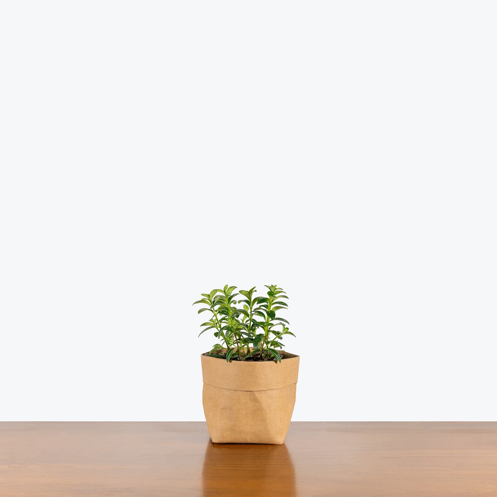 Mini Green Goldfish Plant | Care Guide and Pro Tips - Delivery from Toronto across Canada - JOMO Studio