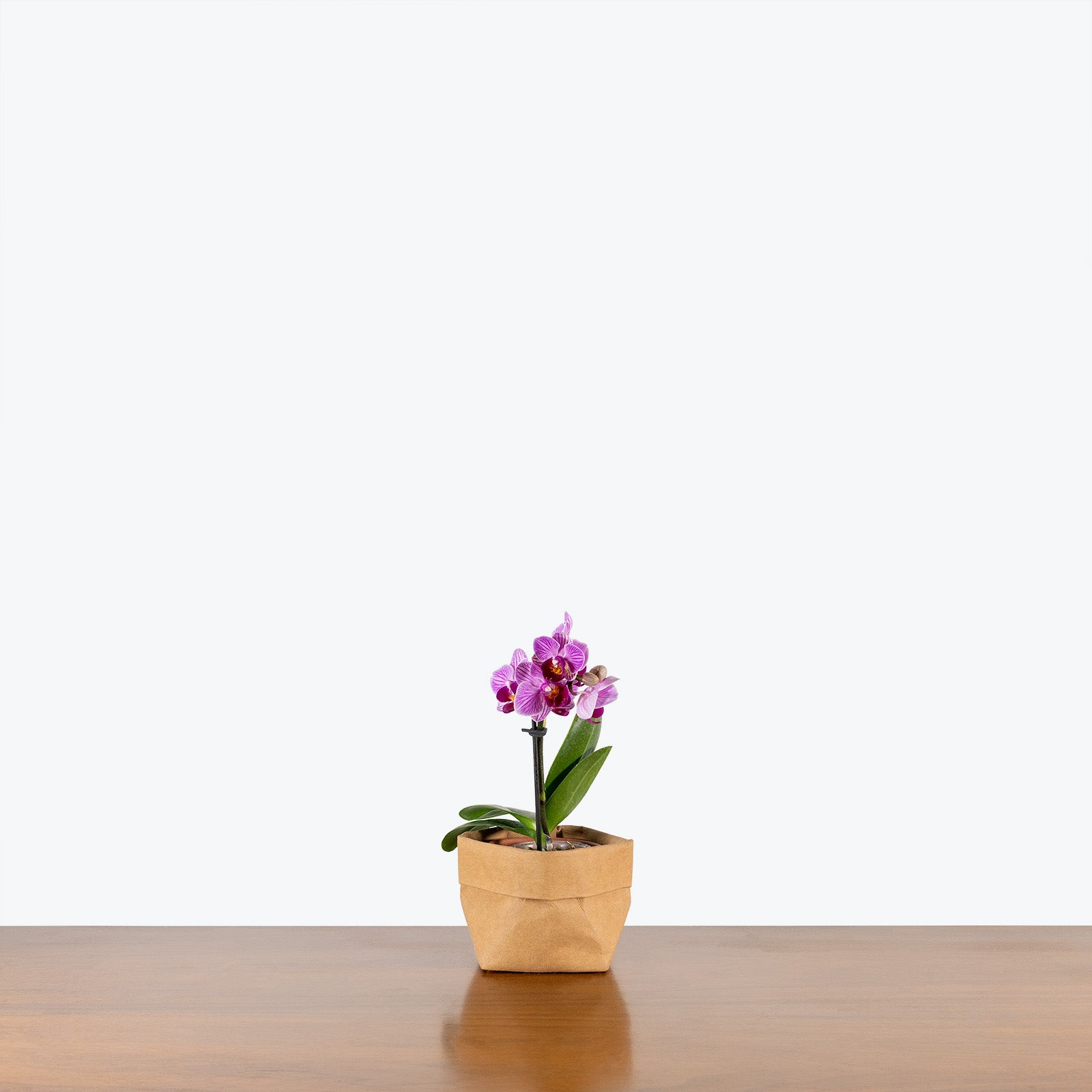 Mini Phalaenopsis Orchid | Care Guide and Pro Tips - Delivery from Toronto across Canada - JOMO Studio