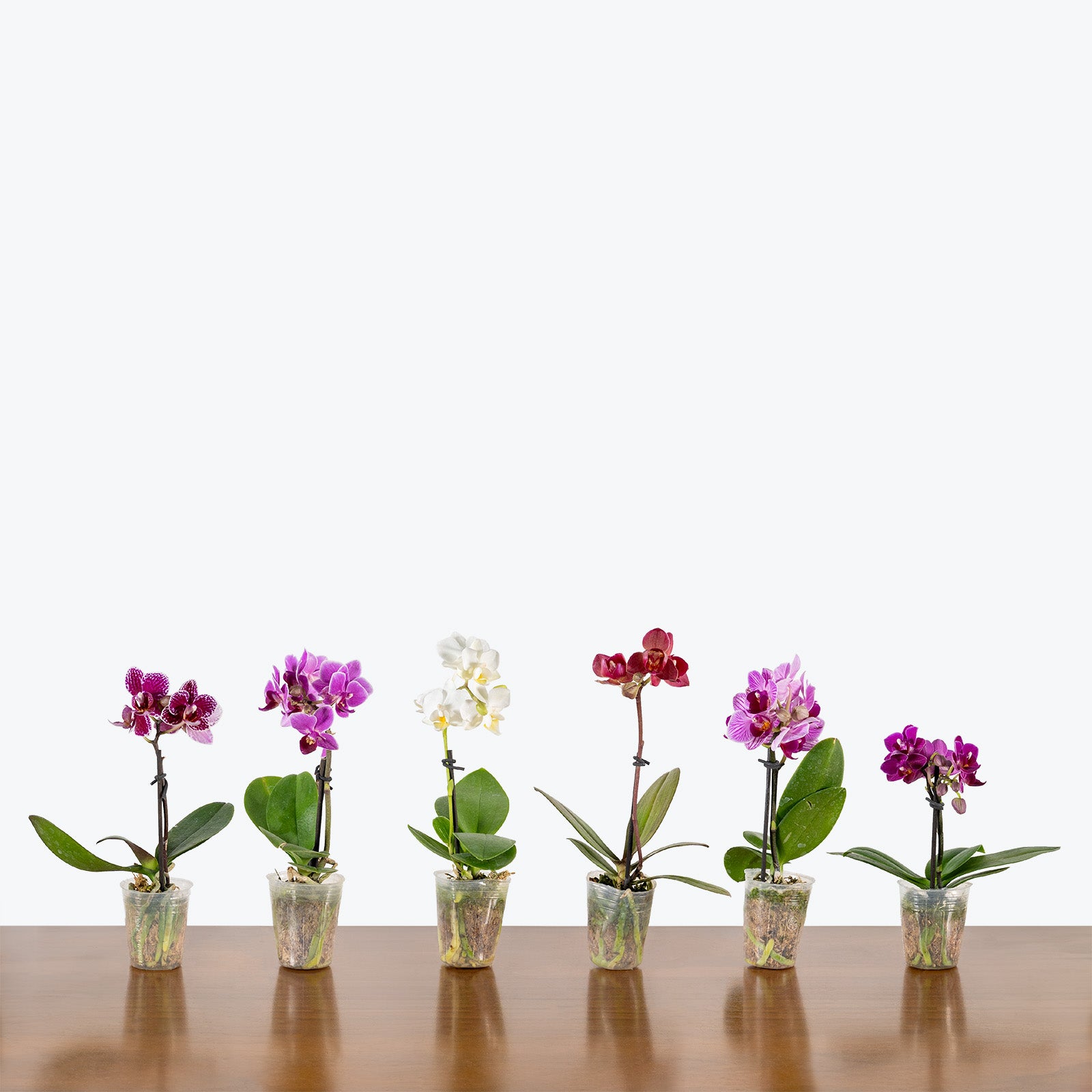 Mini Phalaenopsis Orchid | Care Guide and Pro Tips - Delivery from Toronto across Canada - JOMO Studio