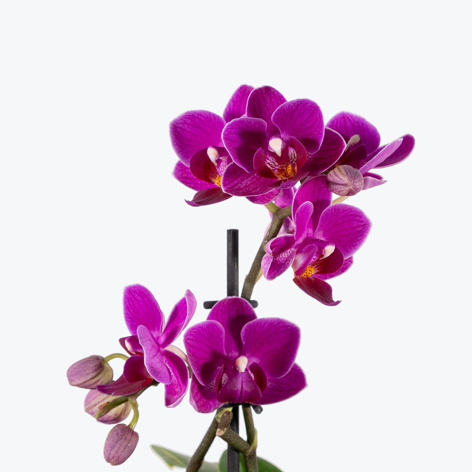 Mini Phalaenopsis Orchid | Care Guide and Pro Tips - Delivery from Toronto across Canada - JOMO Studio