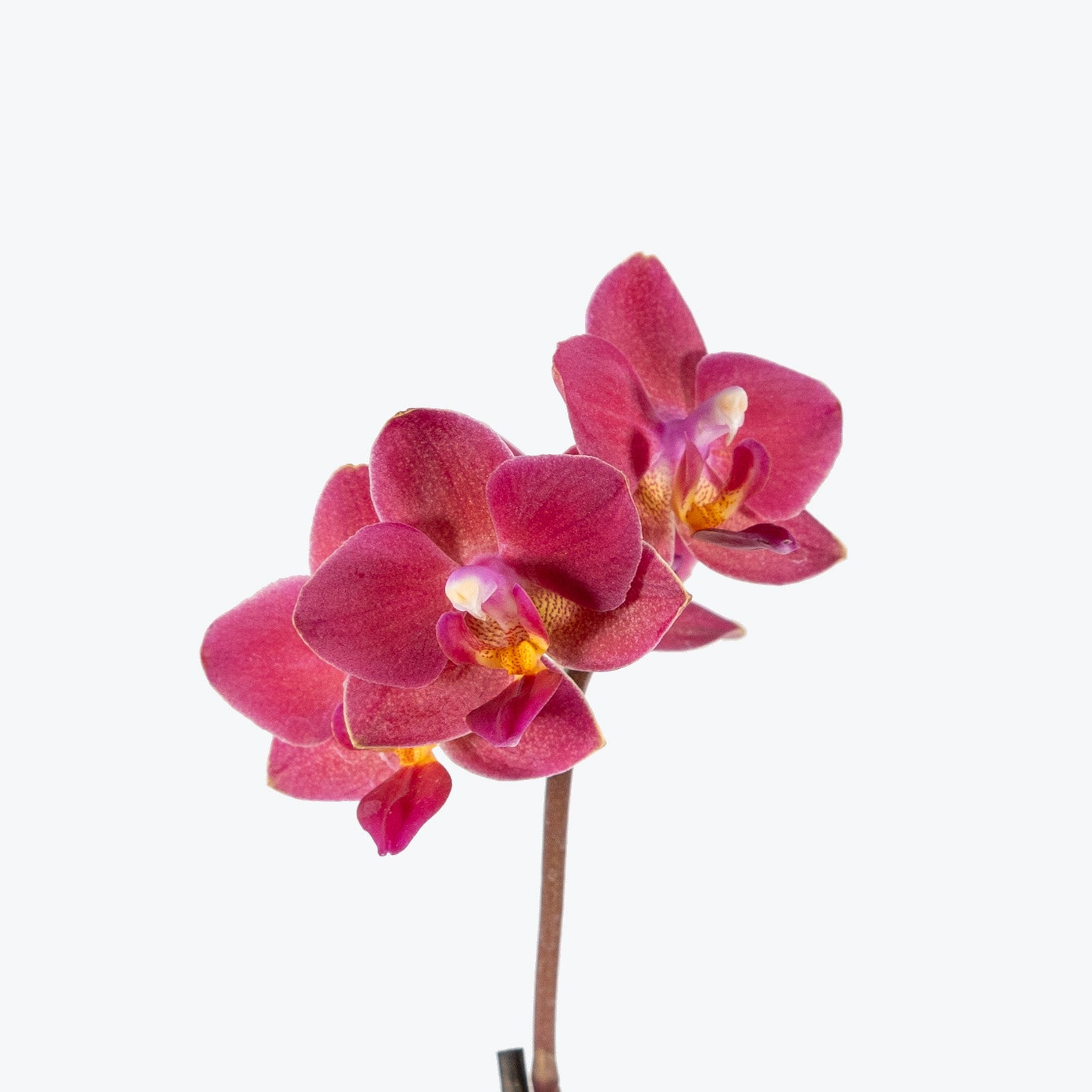 Mini Phalaenopsis Orchid | Care Guide and Pro Tips - Delivery from Toronto across Canada - JOMO Studio