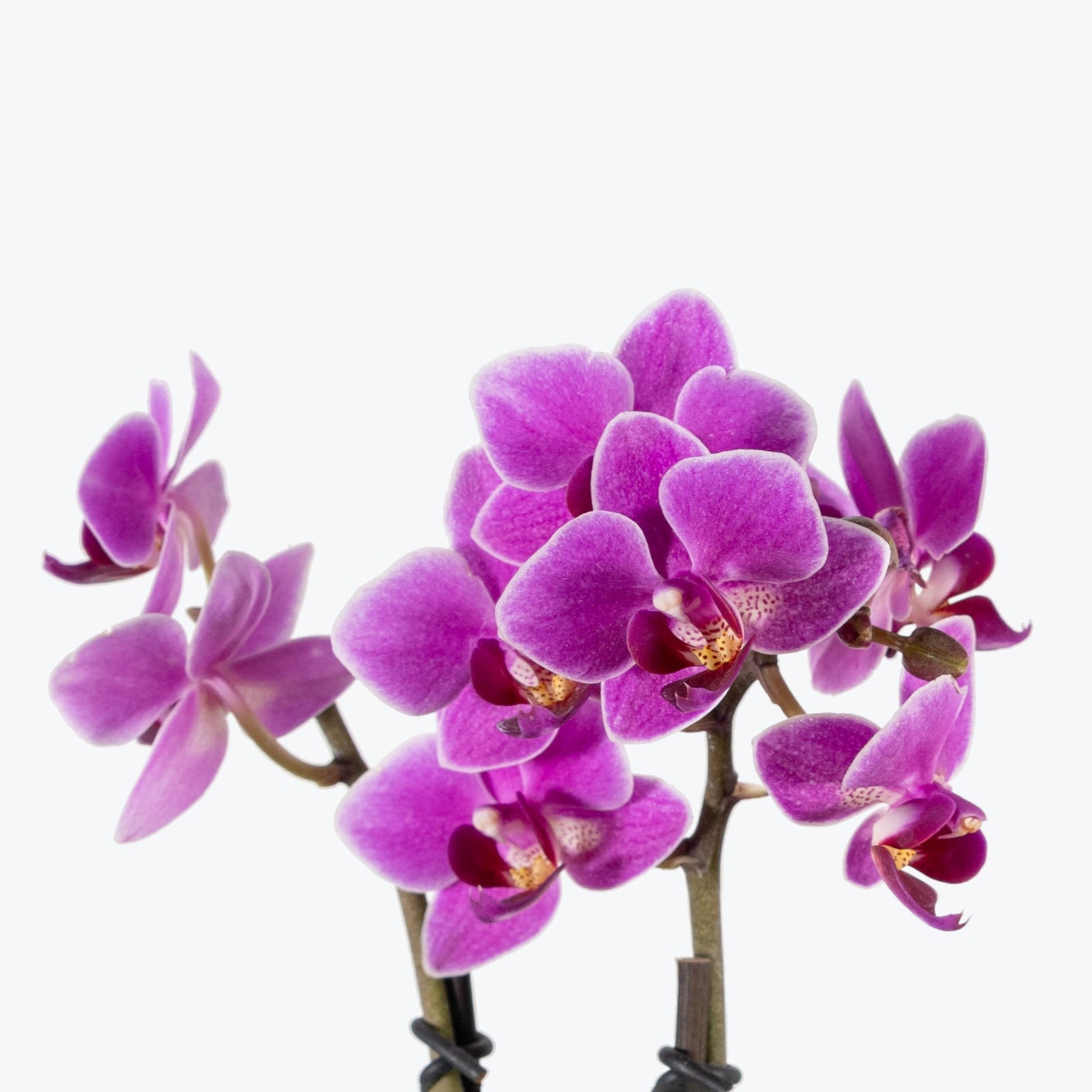 Mini Phalaenopsis Orchid | Care Guide and Pro Tips - Delivery from Toronto across Canada - JOMO Studio