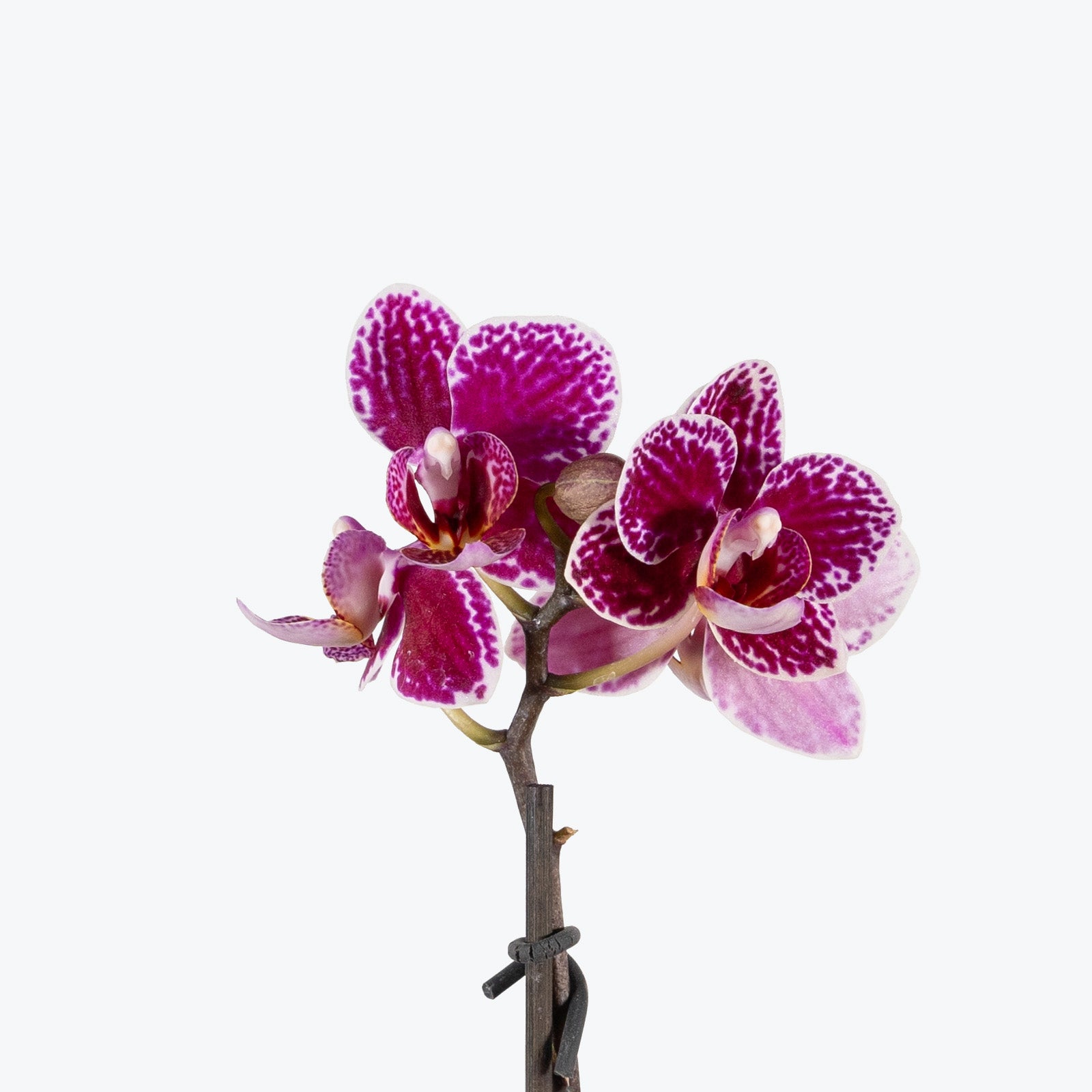 Mini Phalaenopsis Orchid | Care Guide and Pro Tips - Delivery from Toronto across Canada - JOMO Studio