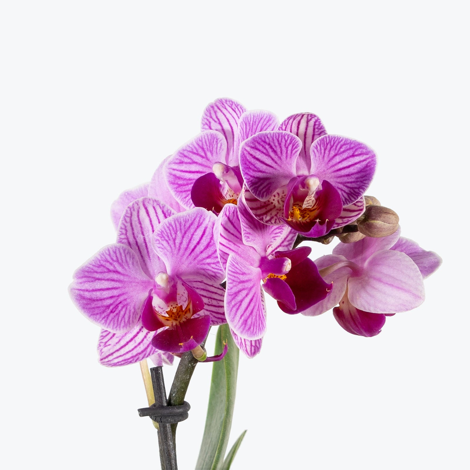 Mini Phalaenopsis Orchid | Care Guide and Pro Tips - Delivery from Toronto across Canada - JOMO Studio