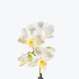 Mini Phalaenopsis Orchid — White / 3" Pot