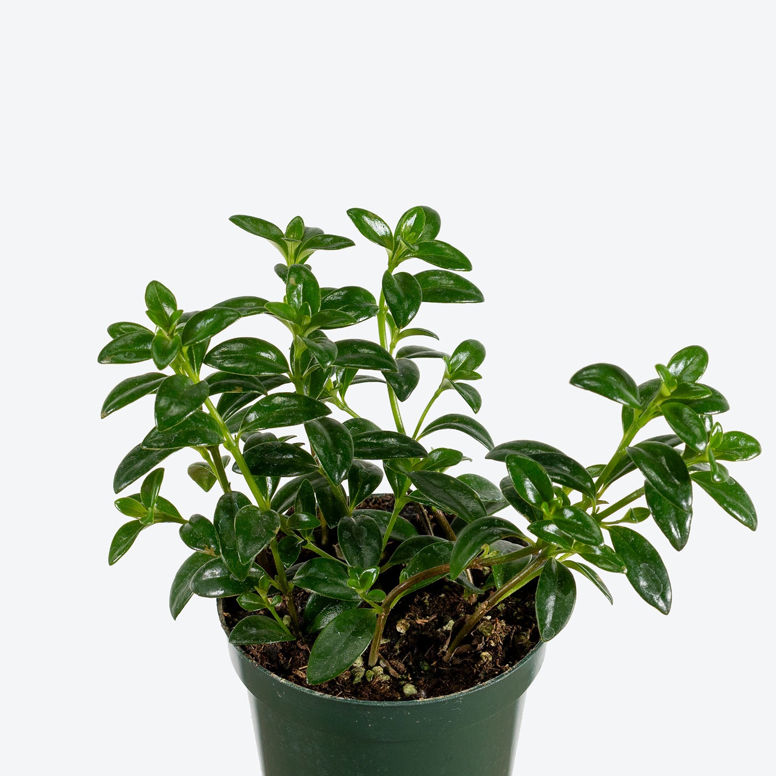 Mini Green Goldfish Plant | Care Guide and Pro Tips - Delivery from Toronto across Canada - JOMO Studio